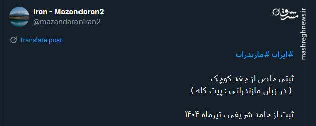 ژست خاص جغد کوچک + عکس