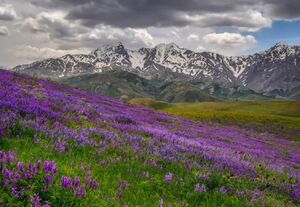 عکس/ طبیعت چشم‌نواز لرستان