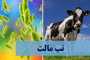 همه چیز درباره «بیماری هزار چهره»