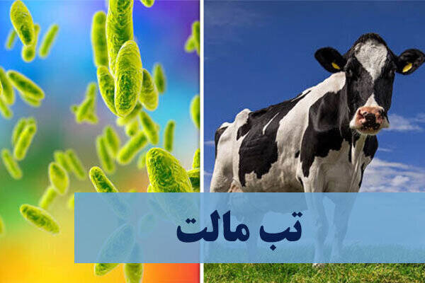تب،مالت،بيماري،زمانيان،علائم،دام،عفوني،مزمن،متخصص،بدن،درمان، ...