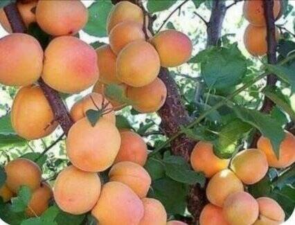 زردآلو،هسته،مسموميت،سرطان،بدن،مصرف،حاوي،دليل،سيانيد،ميوه،موس ...