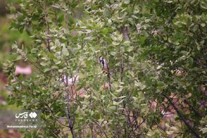 بهشتی در دل استان فارس