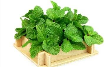 طرز تهیه یخمک هندوانه برای کودکان در تابستان گرم