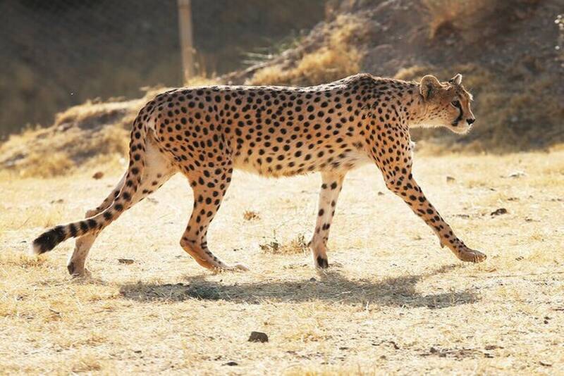 عجمي،قلاده
