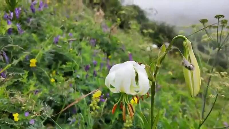 فیلم/ نادرترین گل جهان در نمین رویید