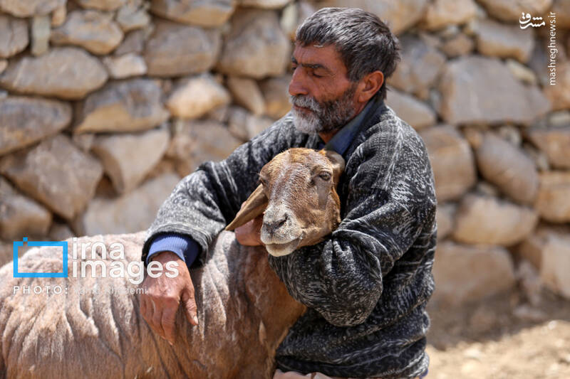 عکس / عشایر کرمانج در ییلاق "گلیل" 23