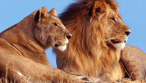 شیر مادر شیطون‌ترین توله خودش رو آروم می‌کنه +فیلم