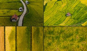 تصاویری از فصل زیبا شالیزارهای مازندران