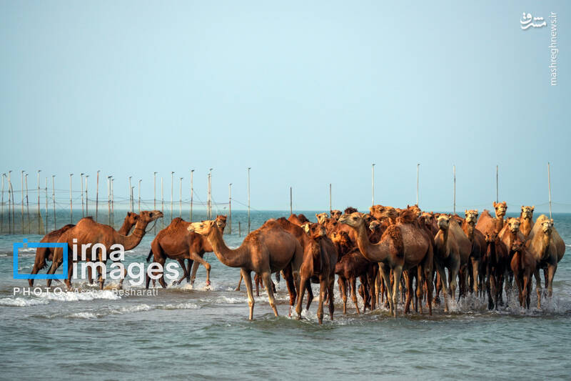 عکس / حمام شترها در خلیج فارس 2