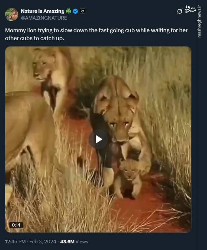 شیر مادر شیطونترین توله خودش رو آروم میکنه +فیلم