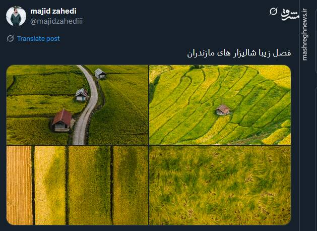 تصاویری از فصل زیبا شالیزارهای مازندران