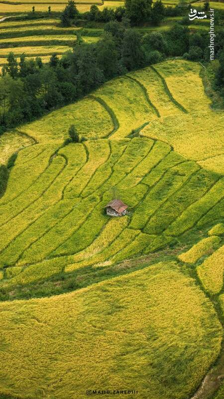 تصاویری از فصل زیبا شالیزارهای مازندران