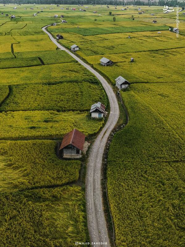 تصاویری از فصل زیبا شالیزارهای مازندران