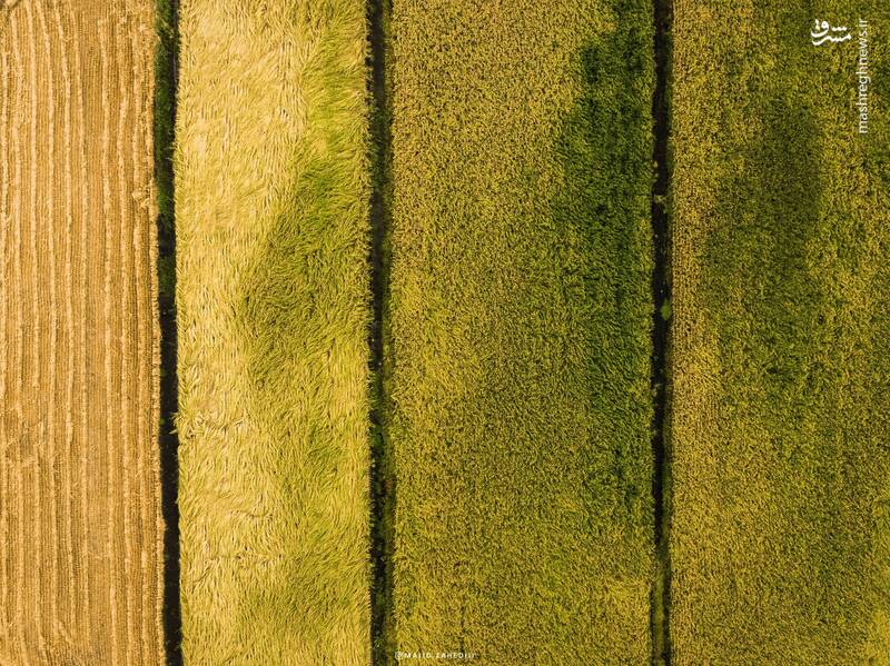 تصاویری از فصل زیبا شالیزارهای مازندران