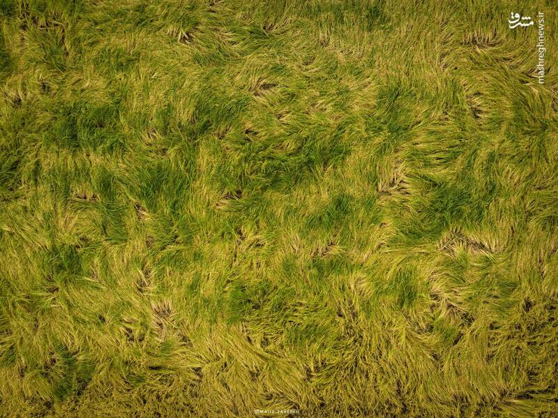 تصاویری از فصل زیبا شالیزارهای مازندران