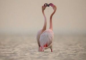 عاشقانه های فلامینگوها در تالاب میانکاله