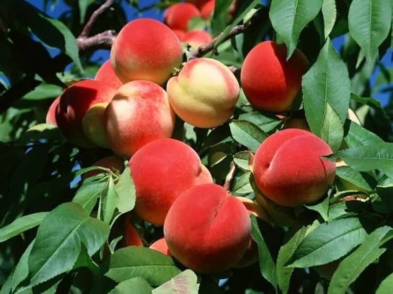 هلو،گرم،مصرف،پتاسيم،فيبر،قند،خون،كاهش،سلامت،متوسط،غذايي،مواد ...