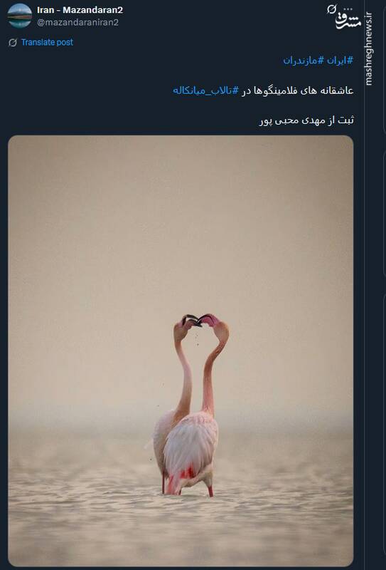 عاشقانه های فلامینگوها در تالاب میانکاله