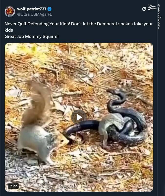 شجاعت خارقالعاده سنجاب مادر برای مبارزه با مار شکارچی