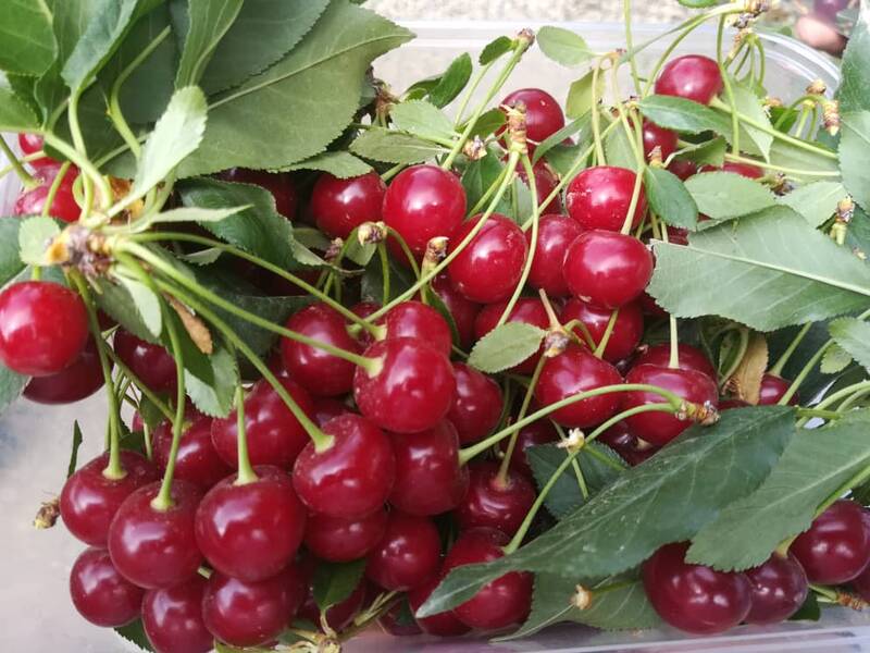 فواید شیرین یک میوه ترش برای قلب 3