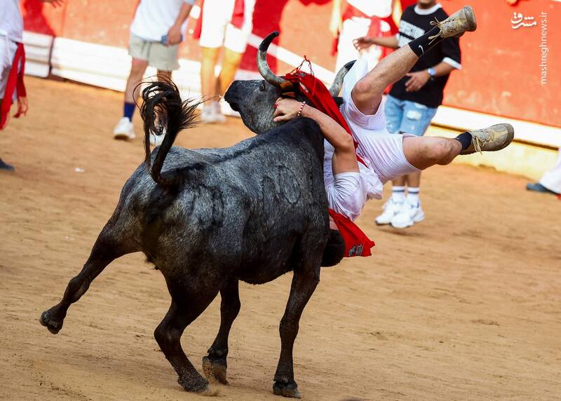 عکس/ گاو بازی اسپانیایی