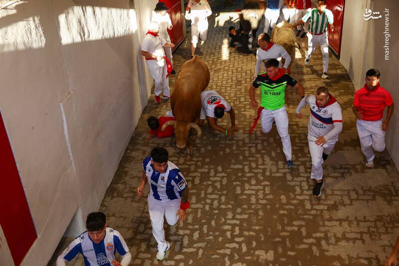 عکس/ گاو بازی اسپانیایی