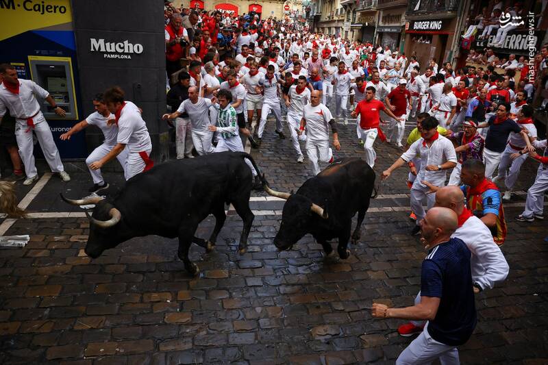 عکس/ گاو بازی اسپانیایی