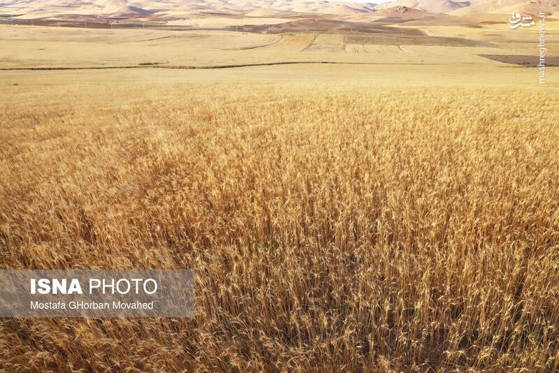 عکس / برداشت گندم دیم از مزارع شهرستان اهر