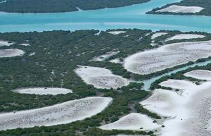 جنگل‌های حرا؛ شگفتی سبز در دل آب‌های جنوب+ عکس