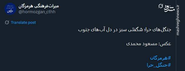 جنگلهای حرا؛ شگفتی سبز در دل آبهای جنوب + عکس