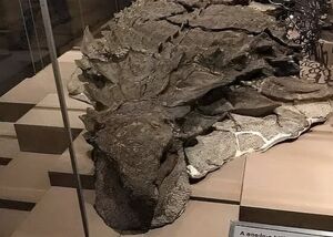 تصویری از سالم‌ترین فسیل‌ دایناسور در جهان