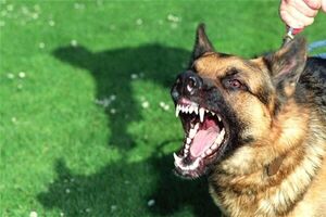 حمله سگ به یک کودک 6 ساله در پارک ساری
