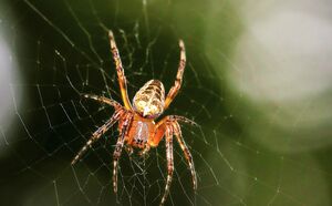 عکس/ "حشرات" واسطه‌های حیاتی زنجیره زیستی