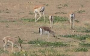 فیلم/ نمایی از آهوان در طبیعت دشت مغان