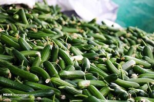 هر کیلو گرم خیار در رنج 80 هزار تومان