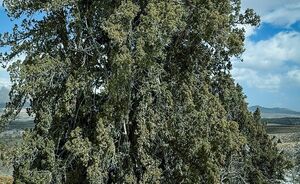 پیرترین موجود زنده ایران+ عکس