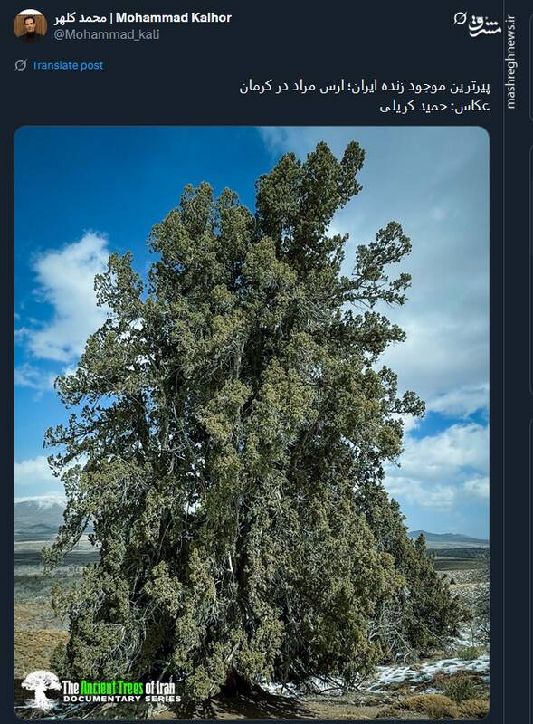پیرترین موجود زنده ایران + عکس