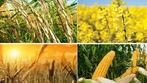 قیمت منطقی خرید تضمینی گندم‌چقدر است؟