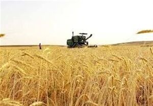خرید تضمینی گندم از 7 میلیون و 100 هزار تن گذشت