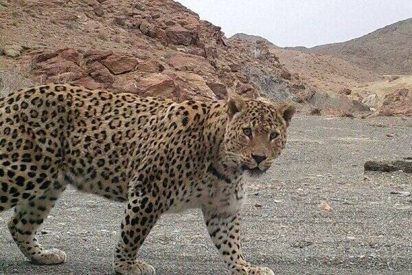 ثبت تصویر پلنگ ایرانی در کوه مُعلی نائین با دوربینهای تلهای 3