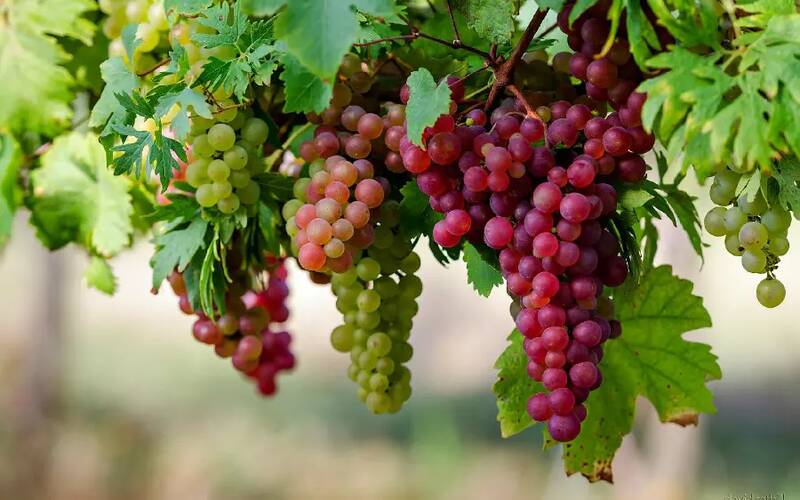میوه بهشتی برای سلامت قلب و مغز 3