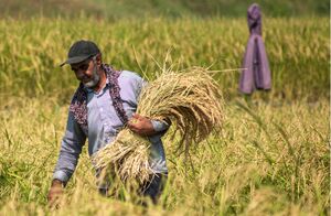 عکس/ برداشت برنج در مازندران