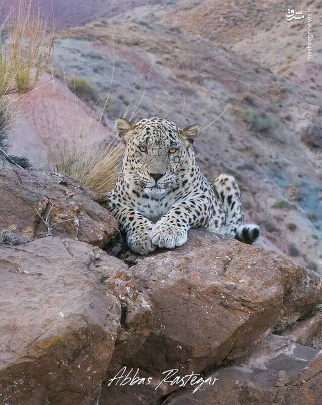 پرتره پلنگ از نمای نزدیک در پارک سالوک