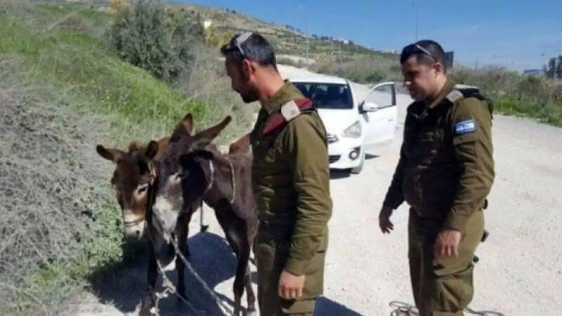 کمکهای بشردوستانه اسرائیل: نان و دارو نه، ولی بلیط فرستکلاس برای الاغها آری!