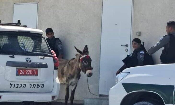 کمک‌های بشردوستانه اسرائیل: نان و دارو نه، ولی بلیط فرست‌کلاس برای الاغ‌ها آری!
