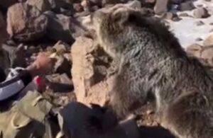 فیلم/ ساقه طلایی خوردن خرس وحشی در ارتفاعات سبلان!