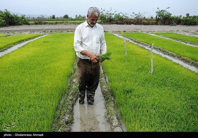 جیب پرپول دلالان با برنج ۳۰۰ هزار تومانی/ باز هم برنجکاران شمالی قربانی شدند!