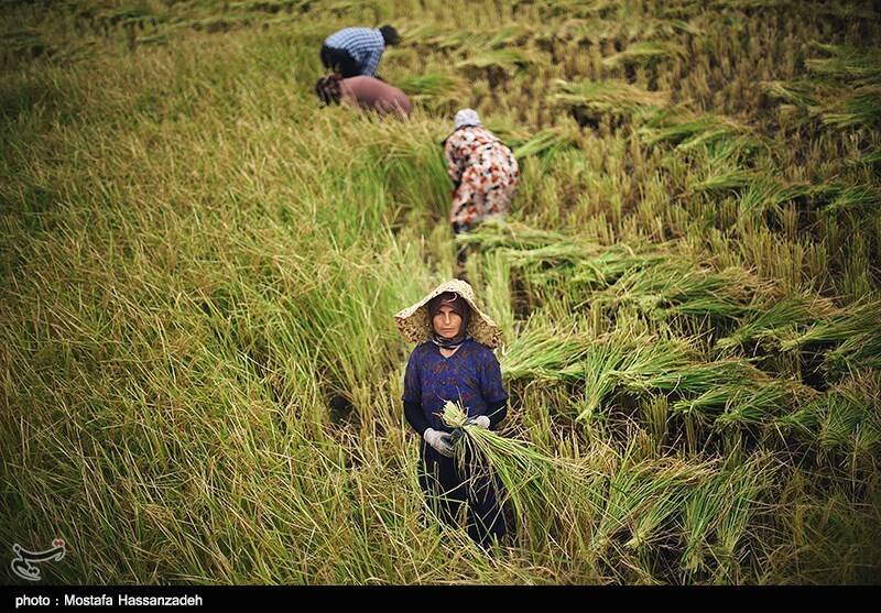 جیب پرپول دلالان با برنج ۳۰۰ هزار تومانی/ باز هم برنجکاران شمالی قربانی شدند!