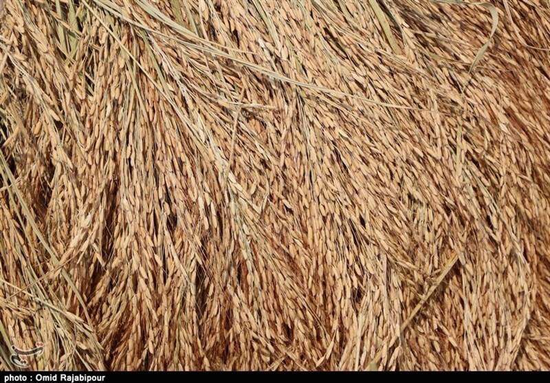 جیب پرپول دلالان با برنج ۳۰۰ هزار تومانی/ باز هم برنجکاران شمالی قربانی ‌شدند!