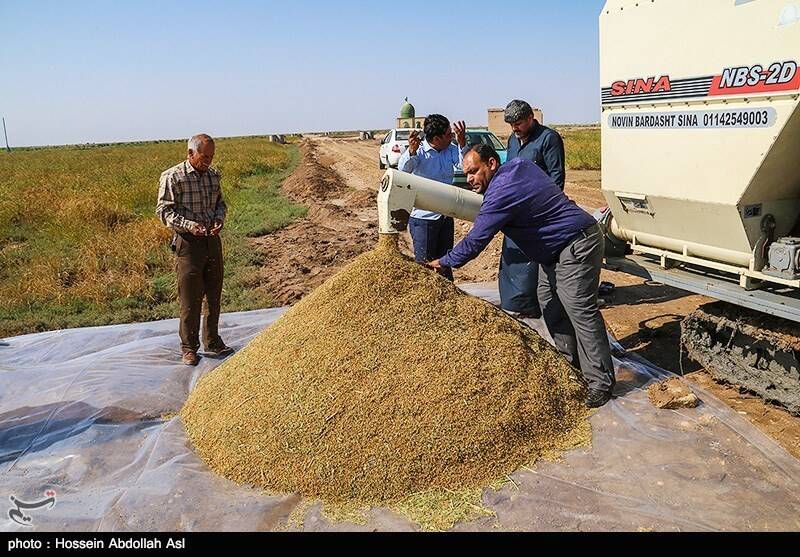 جیب پرپول دلالان با برنج ۳۰۰ هزار تومانی/ باز هم برنجکاران شمالی قربانی شدند!